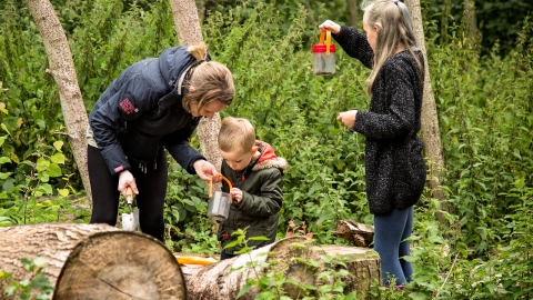 WildChild Festival bug hunting