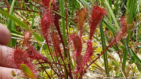Sundew