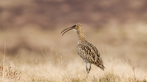 Curlew