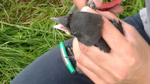 ringing