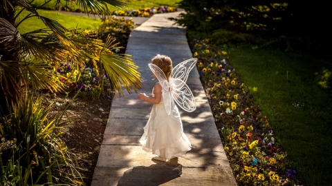 Fairies