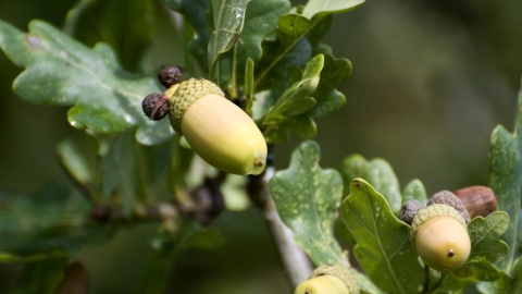Acorn