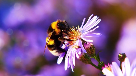 Bumble Bee on Flower