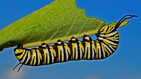 Caterpillar on leaf