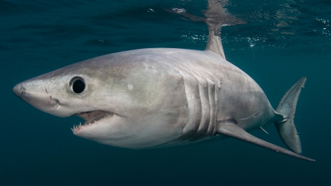RESTRICTED - Porbeagle shark