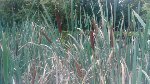 bulrush