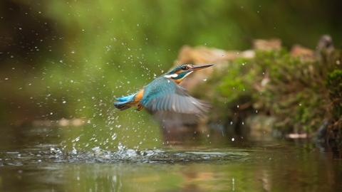 A kingfisher flying upwards out of water