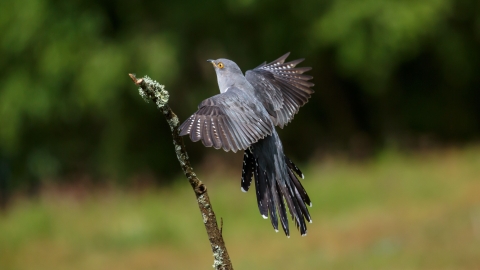 Eurasian cuckoo