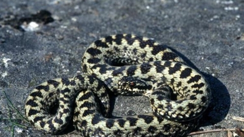 Adder