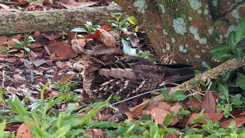 Nightjar