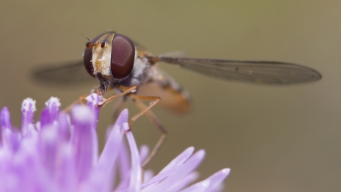 Marmalade hoverfly Ā© Chris Lawrence