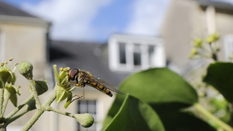 Marmalade hoverfly Ā© Nick Upton/2020VISION
