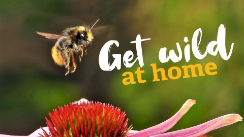 Bee kind
