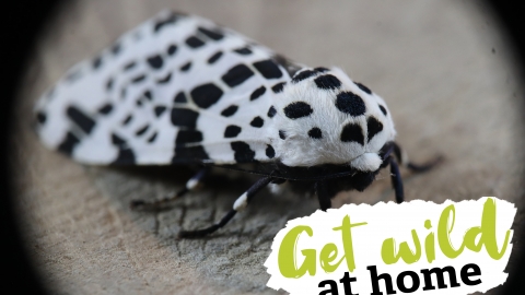 Moth