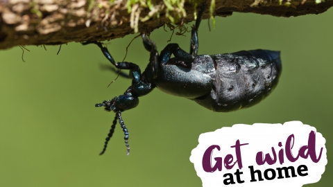 Oil beetle
