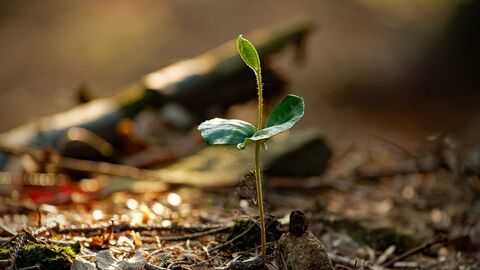 Sapling growing