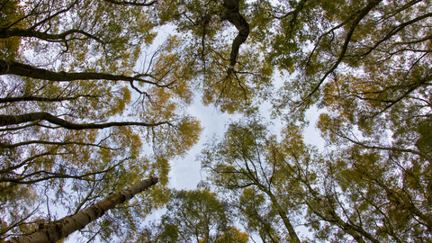 Woodlands