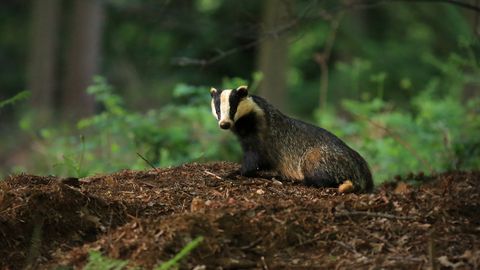 badger