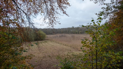 A reed bed surrounded by trees with foliage framing the shot