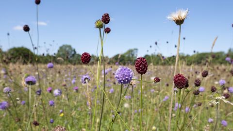 A meadow with long grass and a variety of flowers and colours with a bright blue sky