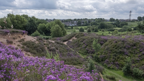 A purple covering of heather in the foreground with a steep sandy valley with grass and other heathland plants, trees in the distance along with a pylon and houses, an overcast sky overhead