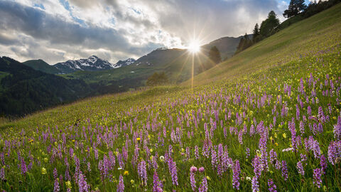 A field of wildflowers in Europe under a sunny sky with tall mountains in the background