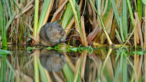 A watervole sits on the bank of a waterway