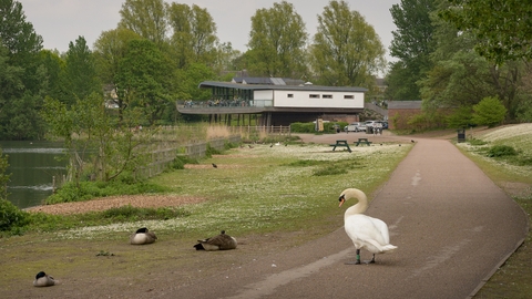 A grass lakeside area with ducks sleeping and a white swan standing on the pathway. A large high building is in the background.
