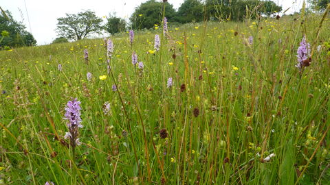 Wildflowers on a sunny day