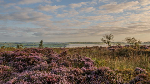 A view over a heather filled landscape with purple flowers. A mist filled valley in the far distance and a blue sky with scattered clouds overhead