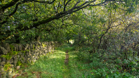 A path leads into the far distance with a drystone wall bordering it to the left and a stunted woodland of oaks encasing the pathway
