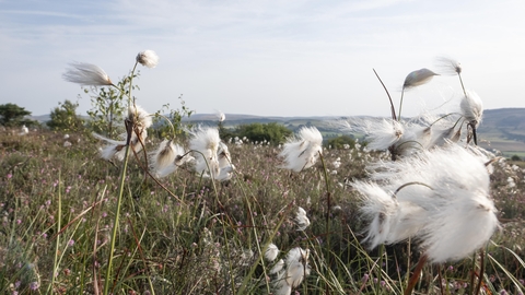 Long course grass as part of a moorland landscape which features soft fluffy white cotton ball like sees blowing in the wind