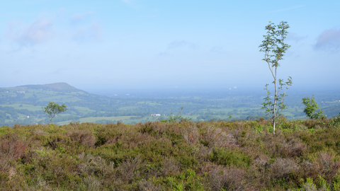 A vast view over a heather glad landscape with farm fields and a large hill in the distance. A small tree stands to the right of the image.