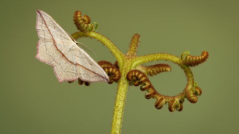 A striking pale white/cream moth with a thin red line across its wings sits on an unfurled fern stem