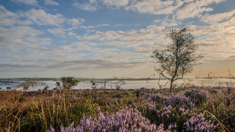 A heather covered landscape with purple flowers and a few small trees under a blue sky studded with light clouds. There is a misty cloud inversion sitting in the valley below.