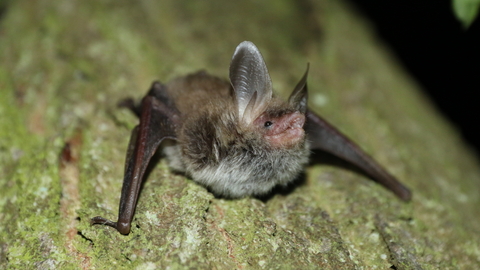 A Bechstein's bat sits on a tree. This very rare bat has a pink face, long ears that are clearly separated at the forehead, reddish-brown fur on its back, and a pale grey belly.