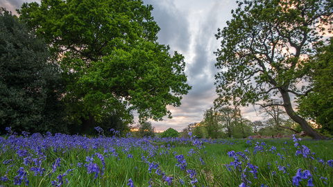 An area of wood pasture with mature trees, grass and bluebells