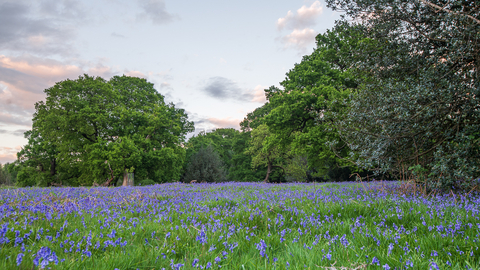 An area of grassland covered with bluebells bordered by mature trees