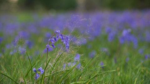 An area of grassland covered with bluebells bordered by mature trees