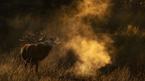 A red deer stag stands among long grass/trees and calls out with his breath making mist in the cold air. The deer is a large mammal with red/brown fur and large antlers.