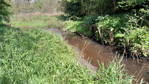 A streams cuts through a landscape covered in tall grasses and foliage.