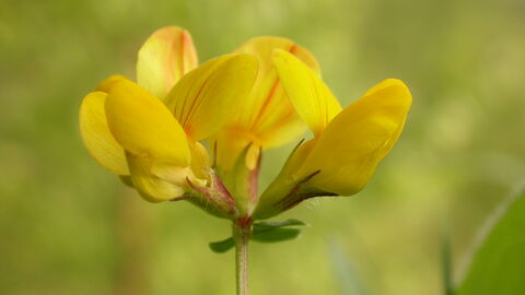 Common Bird's-foot-trefoil