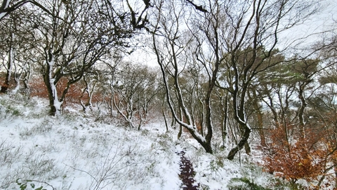 A snowy landscape with gnarly trees and a winding pathway through them