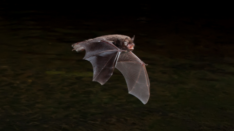 Daubenton's Bat flying over a weir.