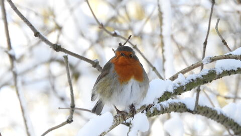 A robin sits with puffed up feathers on a snow covered branch.
