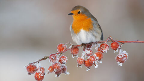 A robin perched on a branch of frosty crab apples