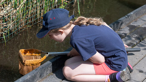 Pond dipping