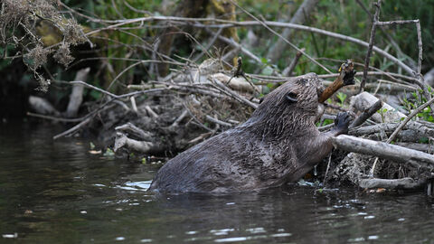A beaver adding to her dam in Cornwall (C) David Parkyn