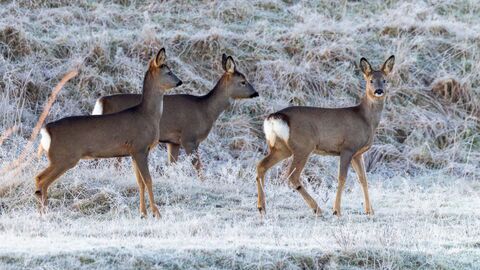 A group of three deer (brown mammals) stand in a frosty field