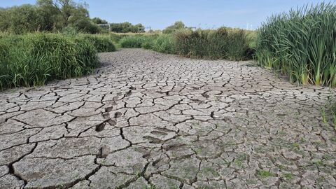 A dried up pool with cracked earth surrounded by greenery